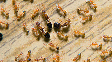 Fourmis