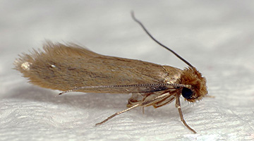 Môle