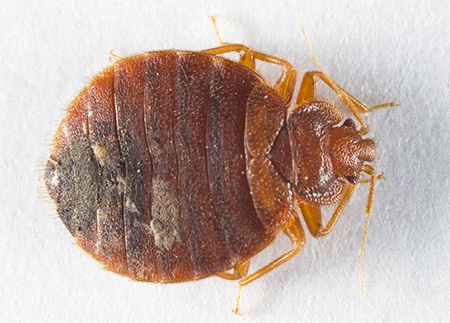 Κάψιμο ζωύφιου (Cimex Hemipterus)