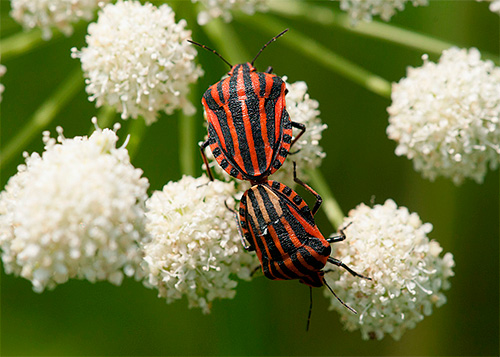 Γραμμικό σφάλμα (Graphosoma lineatum)
