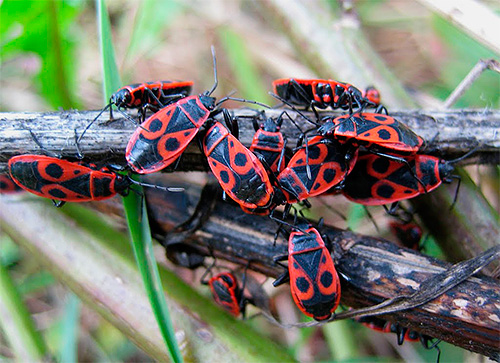 Στρατιώτικα ζωύφια (Pyrrhocoris apterus)