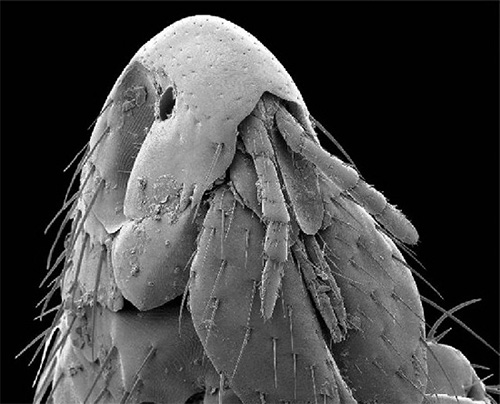 Un purice de pisică la microscop electronic