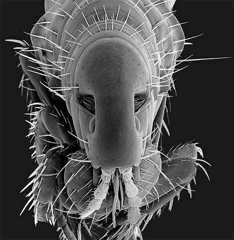 Purice de câine la microscop electronic