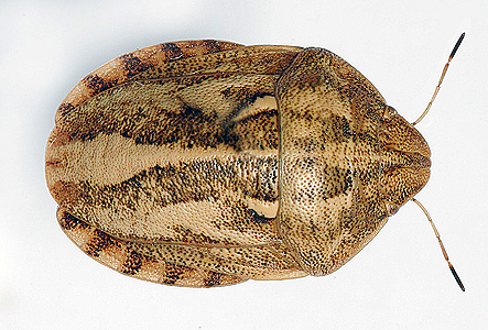 Φωτογραφία: κοριός (Eurygaster integriceps)
