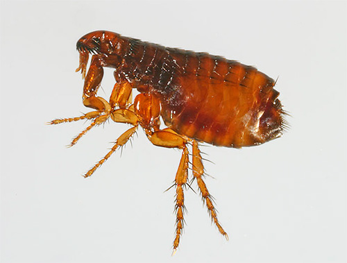 Gulerele pentru purici conțin insecticide și repellente