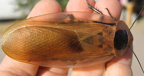 Νεκρή κεφαλή κατσαρίδα (Blaberus craniifer)