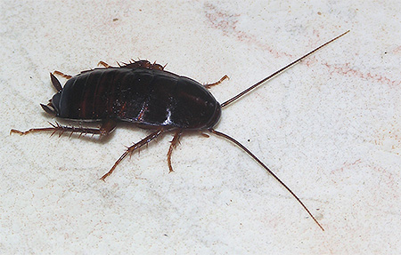 Φωτογραφία μιας μαύρης κατσαρίδας (Blatta orientalis)