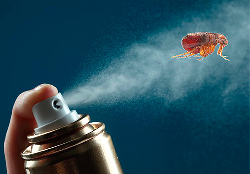 Choosing the most effective remedy for flea control in the apartment