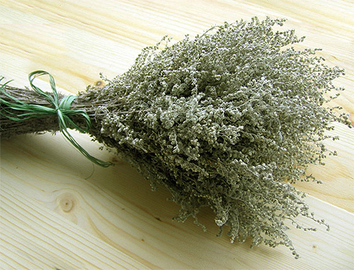 Wormwood branches - effective for repelling fleas