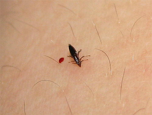 Adult fleas feed exclusively on blood, so not all remedies will be effective against them.
