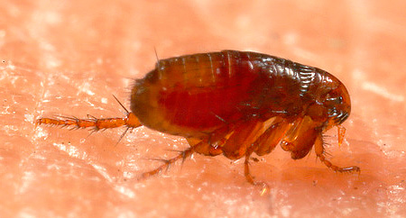 Folk remedies for insects usually repel fleas, but do not kill them