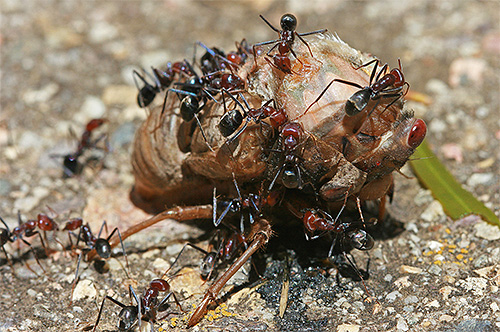 Les fourmis sont presque omnivores, mais elles ont aussi leurs propres préférences alimentaires...