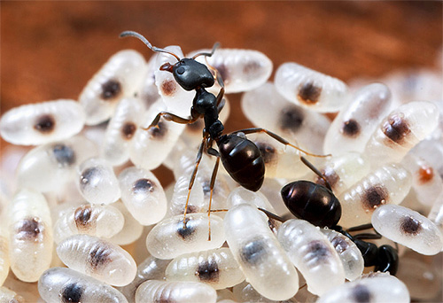 Les larves de nombreuses espèces de fourmis sont incapables de se nourrir par elles-mêmes.