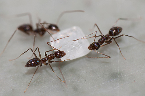Les fourmis aiment manger du sucre.