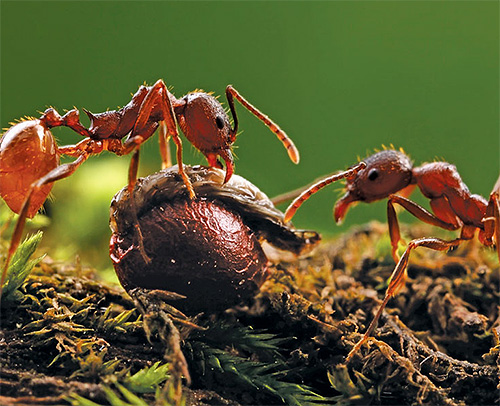 Les mâchoires puissantes des fourmis moissonneuses broient même les graines très dures en bouillie