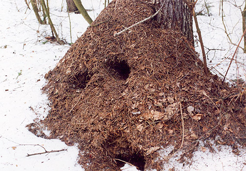 En hiver, la fourmilière semble vide, mais la vie continue à l'intérieur. 