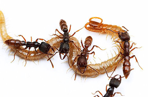 La fourmi dracula attrape divers insectes et les nourrit à ses larves