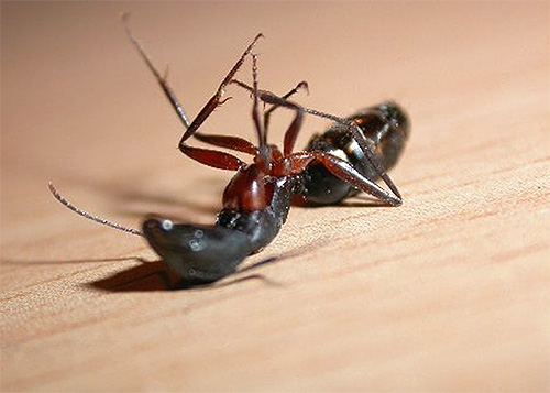 Θα μάθουμε ποιο φάρμακο θα είναι το καλύτερο για την καταπολέμηση των οικιακών μυρμηγκιών