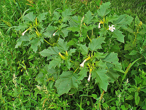 Το ζιζάνιο Datura ανήκει στο νυχτολούλουδο και μπορεί επίσης να προσελκύσει σκόρο πατάτας.