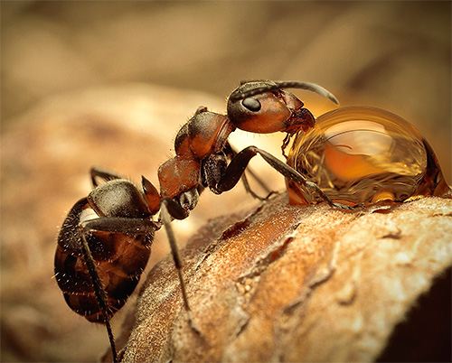 Examinons de plus près les types de fourmis les plus intéressants.