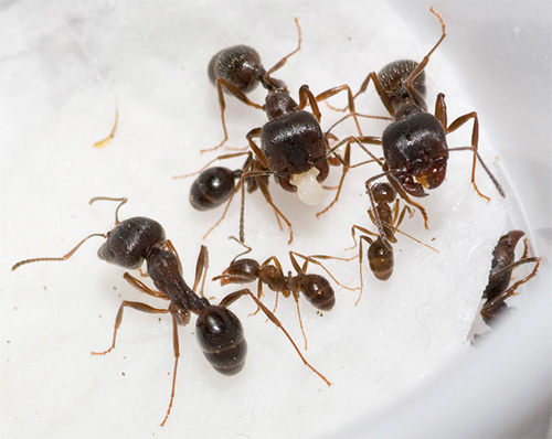 Sur la photo - moissonneuses de fourmis