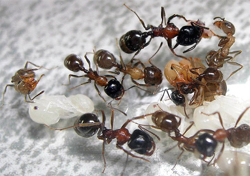 Fourmis moissonneuses et leurs larves