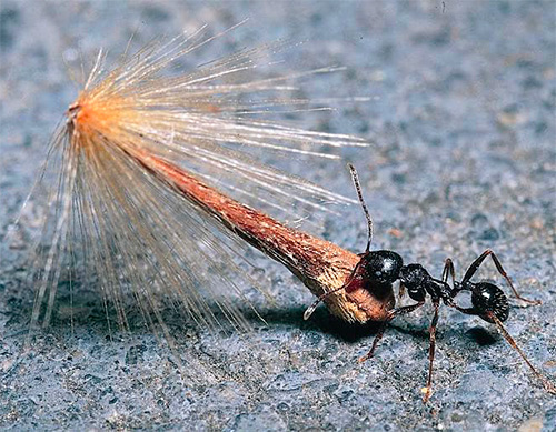 Les fourmis moissonneuses stockent les graines en grande quantité.