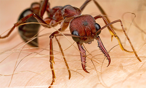 Les piqûres de fourmis bouledogues sont très sensibles.