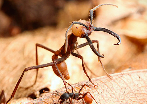 Les fourmis militaires sont de très gros insectes.