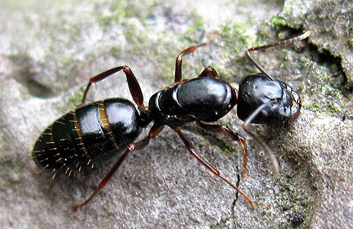 fourmi perce-bois