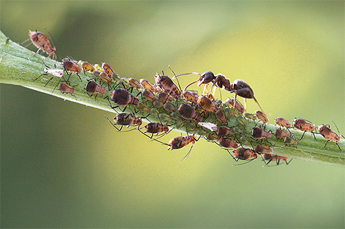 Même la vie des fourmis rouges des forêts qui nous est familière est pleine de caractéristiques intéressantes et peu connues.