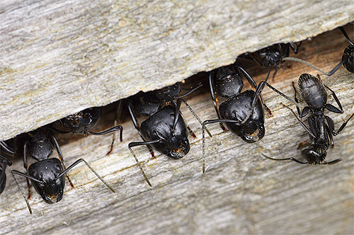 Les fourmis charpentières peuvent disposer leurs fourmilières directement dans les arbres