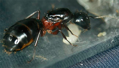  L'utérus de la fourmi charpentière à poitrine rousse