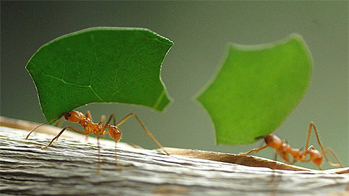 Photographie de fourmis coupeuses de feuilles