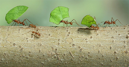 Les fourmis coupeuses de feuilles utilisent les feuilles des plantes pour faire pousser des champignons