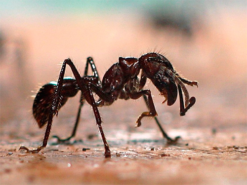 La fourmi balle est capable de résister à des températures si élevées que d'autres insectes meurent rapidement.