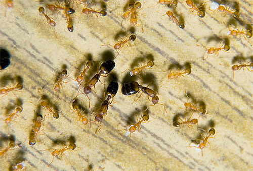 Les fourmis pharaons sont des parasites connus des appartements