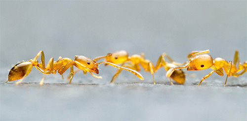 Photo en gros plan de fourmis pharaon