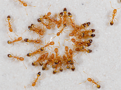 Sur la photo - les fourmis pharaons boivent de l'eau