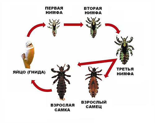La photo montre le cycle de reproduction complet du pou de tête.