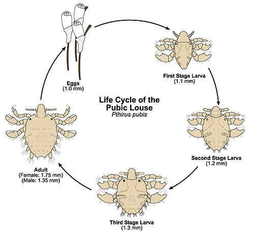 Et cette image montre le cycle de vie du pou du pubis (Pthiris Pubis)