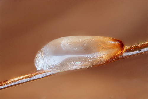 Lentes attachées aux cheveux