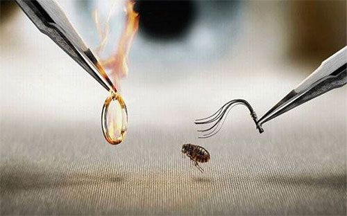 If you find out what fleas are most afraid of, then this can be used to combat parasites in the apartment and in animals.