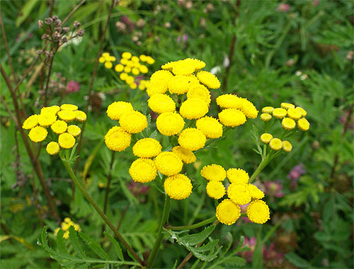 Among plants whose smells are afraid of fleas, tansy and wormwood are especially effective.