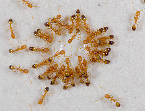 Common house (or pharaoh) ants are natural enemies of fleas