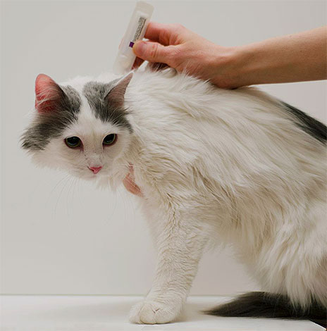 Insectoacaricidal drops not only kill fleas, but also repel them