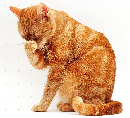 Cats and cats are more sensitive to pyrethroids than dogs, so be especially careful when using flea products on them.