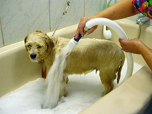 Bathing your pet regularly can be used as a flea prevention measure.