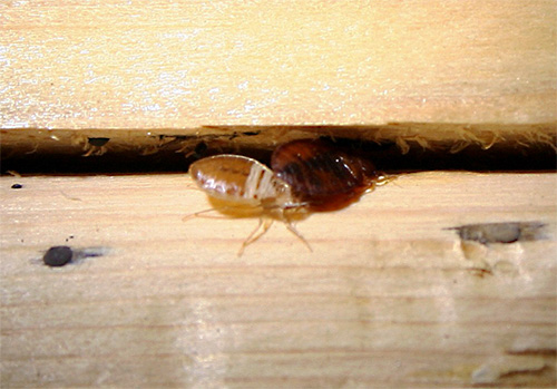 Utilizarea de aerosoli și spray-uri insecticide vă permite să distrugeți ploșnițele chiar și în locuri greu accesibile