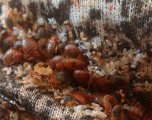 Serviciile de control al dăunătorilor din oraș preferă aproape întotdeauna utilizarea insecticidelor pentru a ucide ploșnițele de pat.